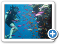 Diving in Gozo